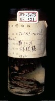 大頭蛇藏品圖，第5張